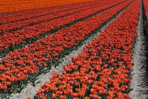 Tulipanowe pola w Holandii - równiutko, w rządkach...