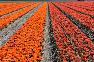 Tulipanowe pola w Holandii - na pomarańczowo