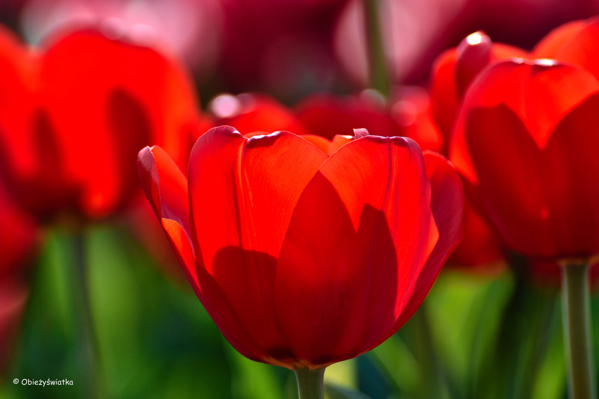 Tulipanowe pola w Holandii - krwista czerwień
