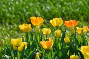 Tulipanowe pola w Holandii - pełne słońca