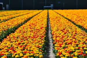 Holandia i tulipany!
