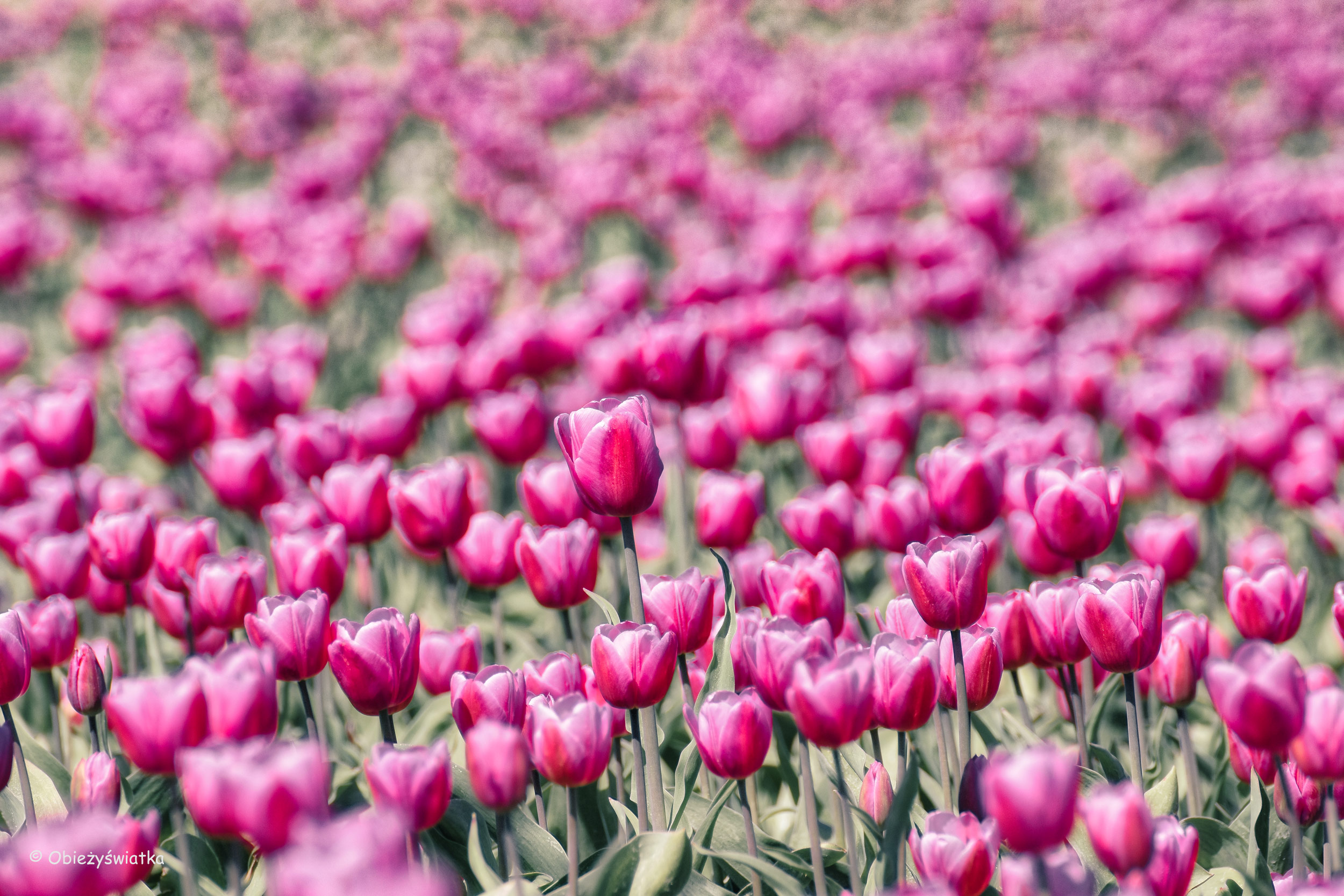 Tulipanowe pola w Holandii - magentowo