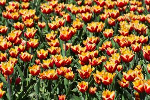 Tulipanowe pola w Holandii