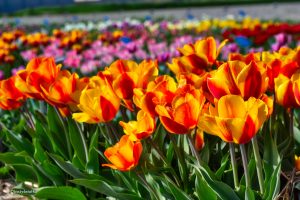 Tulipany!