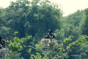 Pisklęta kormoranów nad rzeką Ruhr w Essen, NRW