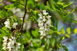 Robinia akacjowa