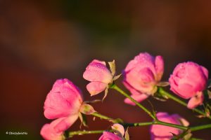 Róże w promieniach wschodzącego listopadowego słońca