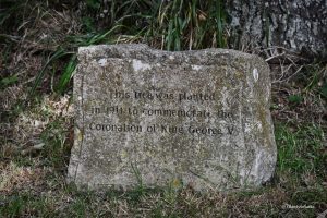 Tyneham - drzewo zasadzone na pamiątkę koronacji króla Jerzego V.