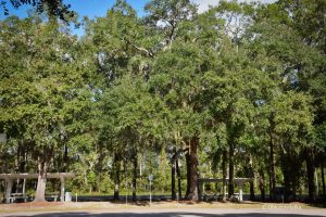 Na południu Stanów Zjednoczonych - drzewa z hiszpańskim mchem