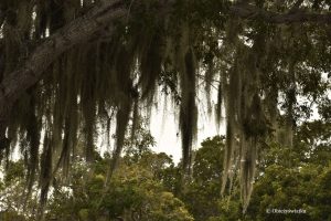 Tillandsia usneoides, czyli hiszpański mech lub oplątwa brodaczkowa