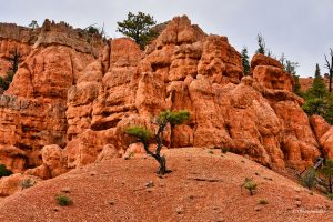 Red Canyon, Utah