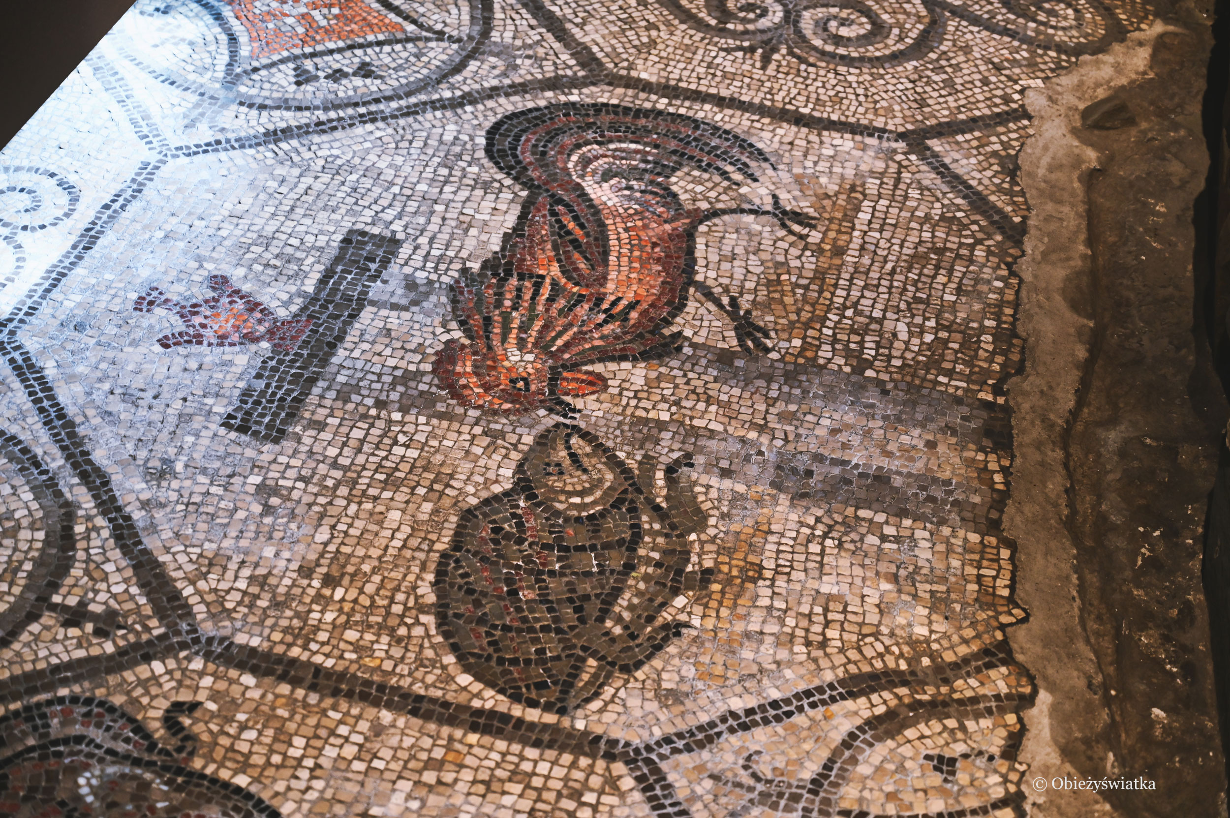 Żółw i kogut - wczesnochrześcijańska mozaika w Akwilei