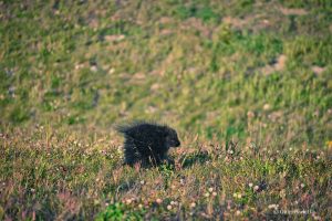 Urson amerykański napotkany przy drodze, Alaska Highway, Kanada