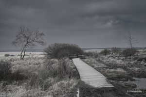 Wędrując przez torfowiska - Hohes Venn, Belgia
