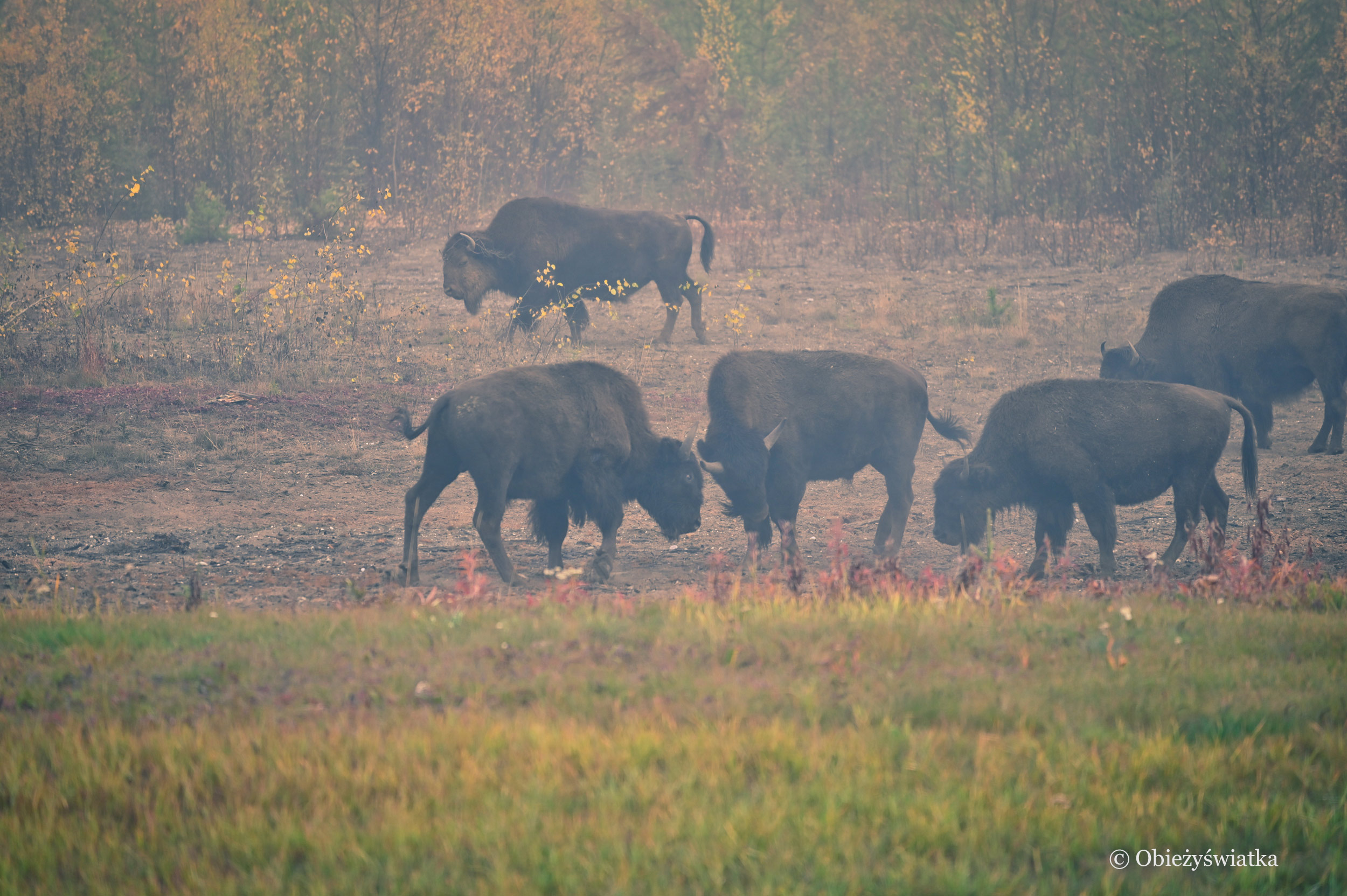 Stado bizonów o poranku - Alaska Highway, Kanada