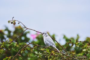 Biały mazurek na Wyspie Langeoog