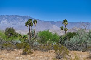Charakterystyczny krajobraz - Borrego Springs, Kalifornia