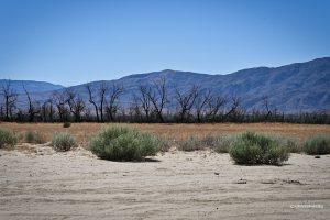 Między pustynią a oazą, Borrego Springs