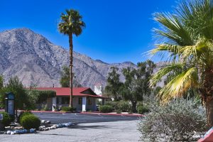 Palmy, palmy, palmy - Borrego Springs, Kalifornia