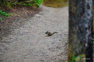 Nie zabrakło i moich ulubionych pręgowców, Kootenay National Park