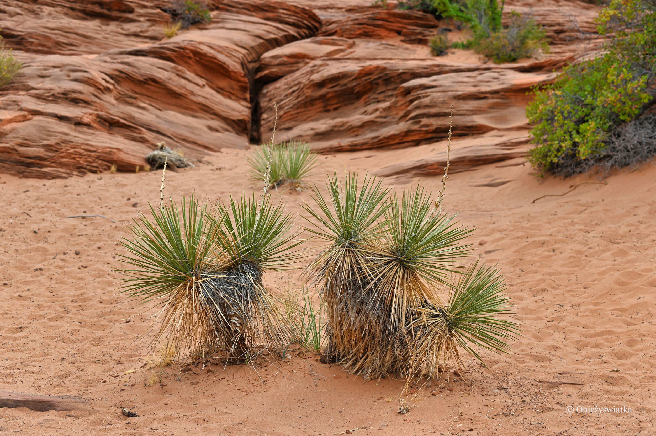 Typowa roślinność - Glen Canyon