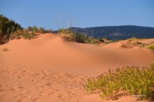 Na pomarańczowych wydmach można spotkać typowo pustynną roślinność, Coral Pink Sand Dunes State Park, Utah