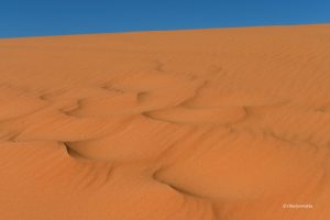 Mocno niebieskie niebo i pomarańczowy piasek wydm, Coral Pink Sand Dunes State Park, Utah