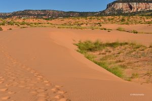 Koralowe wydmy u podnóża gór, Coral Pink Sand Dunes State Park, Utah