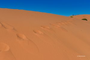 Na tropie..., Coral Pink Sand Dunes State Park, Utah