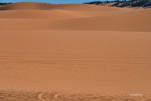 Pomarańczowa pustynia, Coral Pink Sand Dunes State Park, Utah