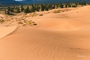 Coral Pink Sand Dunes State Park, Utah