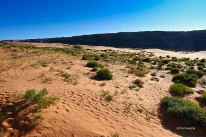 W Parku Stanowym Koralowych Wydm, Coral Pink Sand Dunes State Park, Utah