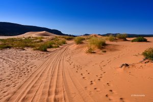 Przed siebie..., Coral Pink Sand Dunes State Park, Utah