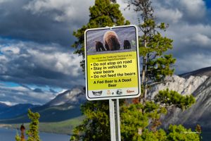 Reguły przy spotkaniach z niedźwiedziami, Yukon, Kanada