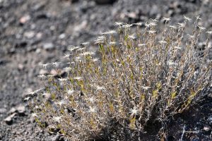 Pustynia żyje.... - Painted Desert, Arizona