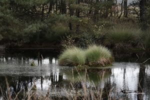 Pochmurny poranek na mokradłach, Lüneburger Heide, Niemcy