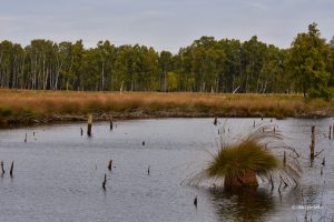 Mokradła i wrzosowiska, Lüneburger Heide, Niemcy