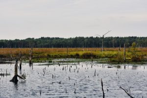 Jesienne mokradła, Lüneburger Heide, Niemcy