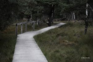 Dróżki przez wrzosowiska, Lüneburger Heide, Niemcy