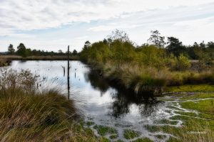 Mokradła - Lüneburger Heide, Niemcy