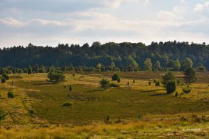 Lüneburger Heide, Dolna Saksonia