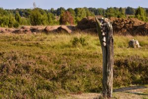 Pustać Lüneburska - Lüneburger Heide, Dolna Saksonia