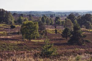 Wieczorem, Lüneburger Heide, Niemcy