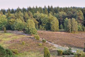 Toter Grund, Lüneburger Heide, Dolna Saksonia