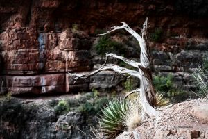 Na szlaku North Kaibab Trail, Grand Canyon