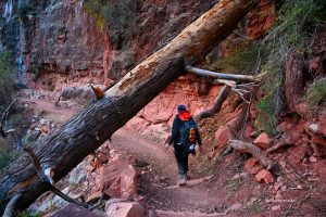 Po wschodzie słońca na szlaku North Kaibab Trail, Grand Canyon, Arizona
