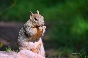 Susłouch skalny w Wielkim Kanionie - Rock Squirrel, Grand Canyon, Arizona