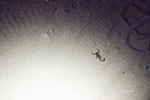 Skorpion w Wielkim Kanionie, Arizona