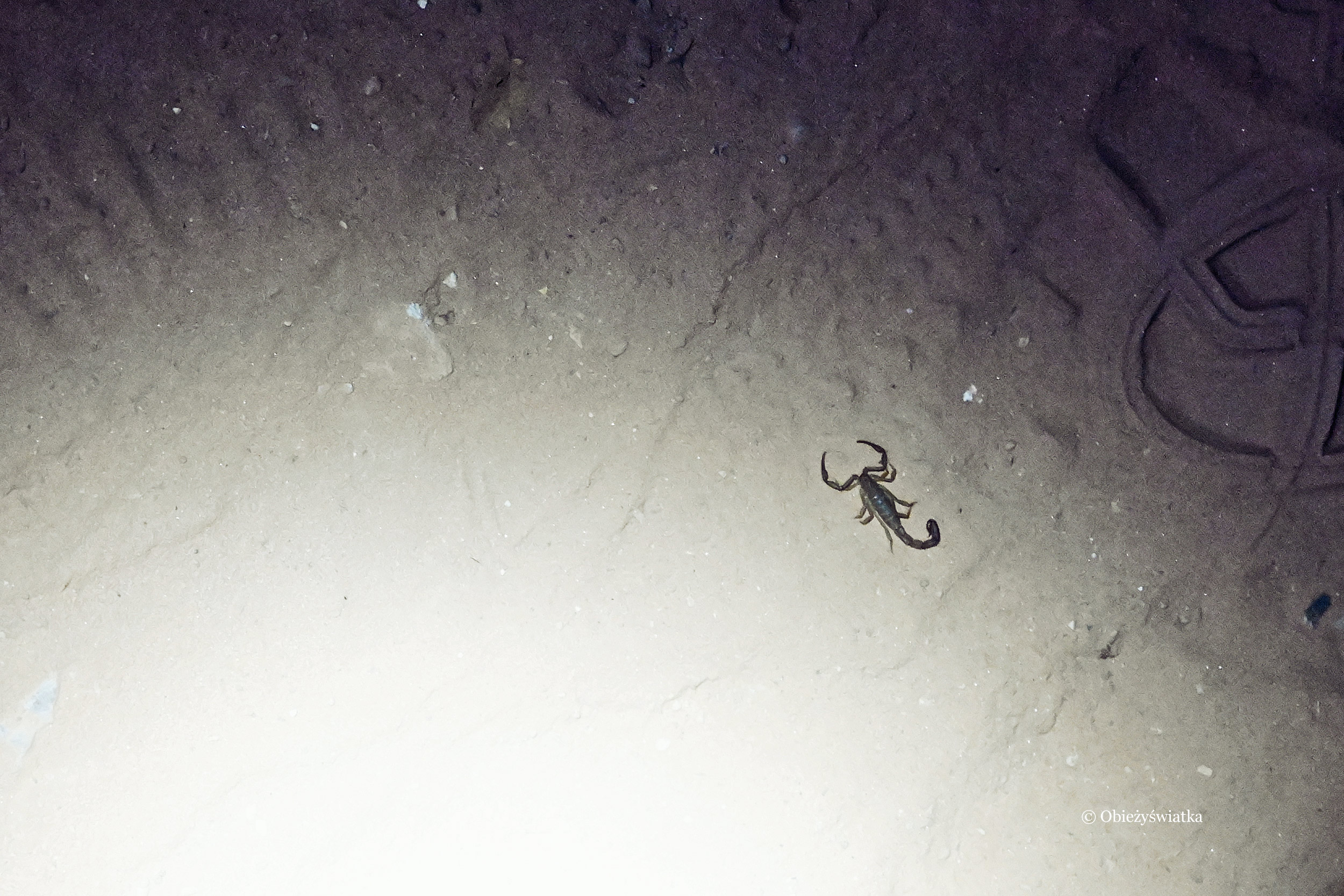 Skorpion w Wielkim Kanionie, Arizona