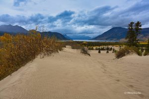 Na pustyni Carcross, Yukon, Kanada
